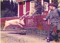 Emil och griseknoen 1972 lobbykort Allan Edwall Björn Gustafson Jan Ohlsson Olle Hellbom Text: Astrid Lindgren Affischkonstnär: Björn Berg Hitta mer: Lönneberga
